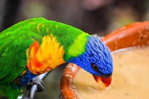 kleurrijk voeden vogel foto