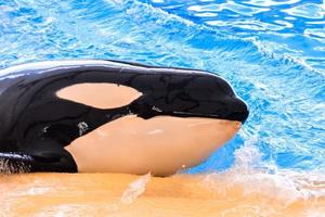 zwemmen orka walvis foto