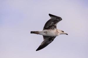 zeemeeuw vogel vliegend foto