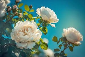 wit struik rozen Aan een achtergrond van blauw lucht in de zonlicht. mooi voorjaar of zomer bloemen achtergrond foto