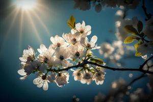 foto's voorjaar bloeiend - wit bloesems en zonlicht in de lucht, fotografie foto