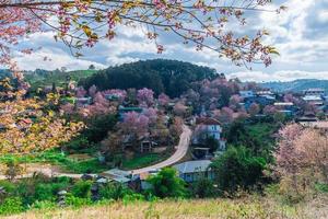 landschap van mooi wild himalayan kers bloeiend roze prunus cerasoides bloemen Bij phu lom zie loei en phitsanulok van Thailand foto