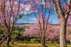 landschap van mooi wild himalayan kers bloeiend roze prunus cerasoides bloemen Bij phu lom zie loei en phitsanulok van Thailand foto