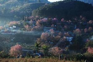 landschap van mooi wild himalayan kers bloeiend roze prunus cerasoides bloemen Bij phu lom zie loei en phitsanulok van Thailand foto