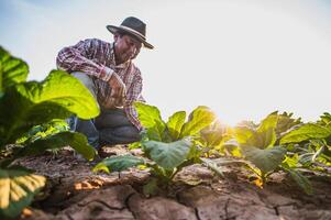 Aziatisch senior mannetje boer werken in tabak plantage foto