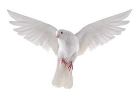 2200 wit duif geïsoleerd Aan een transparant achtergrond foto
