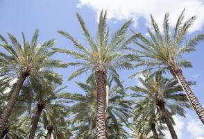 tampa stad palm bomen in een park foto