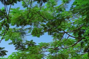 groen bladeren patroon, blad de vlam boom met blauw lucht achtergrond, flam-boyant, koninklijk poinciana foto