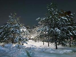 winter met sneeuw bedekt Kerstmis tafereel met een pijnboom boom. net groot takken gedekt met vorst. kalmte wazig achtergrond van winter tijd met vlokken van sneeuw. foto