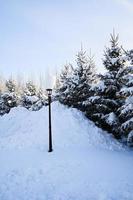 winter met sneeuw bedekt Kerstmis tafereel met een pijnboom boom. net groot takken gedekt met vorst. kalmte wazig achtergrond van winter tijd met vlokken van sneeuw. foto