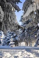 winter met sneeuw bedekt Kerstmis tafereel met een pijnboom boom. net groot takken gedekt met vorst. kalmte wazig achtergrond van winter tijd met vlokken van sneeuw. foto