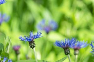 blauw bloemen van korenbloemen Aan groen achtergrond foto