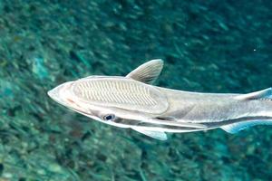 remora zuigvis Aan zwart achtergrond foto