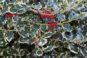 slager bezem met rood fruit foto