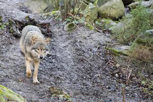 grijs wolf komt eraan in winter Woud achtergrond foto