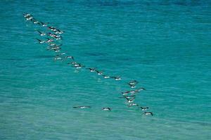 aalscholver vogelstand terwijl vliegend Aan diep blauw oceaan achtergrond foto