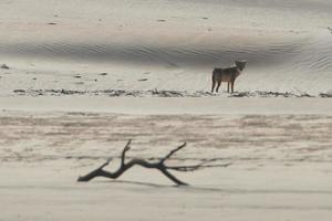 coyote Aan de zand foto