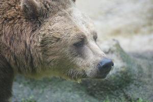 zwart grizzly bears foto