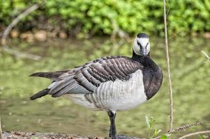 geïsoleerd zwart en wit gans Aan madeliefje achtergrond foto