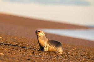 baby pasgeboren zee leeuw Aan de strand in Patagonië foto