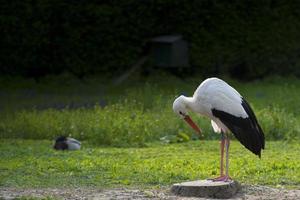 geïsoleerd ooievaar Aan de groen achtergrond foto