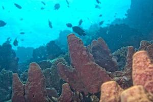 moeilijk koraal macro detail terwijl duiken in Indonesië foto