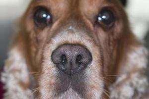 cocker spaniel hond op zoek Bij u foto