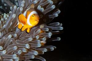 clown vis terwijl op zoek Bij u van anemoon foto