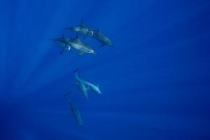 dolfijnen zwemmen onderwater- in de diep blauw zee onderwater- duiken scuba foto