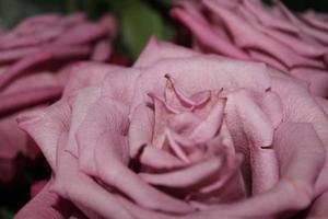 ranonkel roze bloemen detailopname achtergrond foto