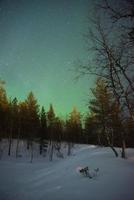 mooi noordelijk lichten in Lapland met Woud in silhouet foto