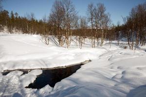 winter landschap met sneeuwde Woud en meer foto