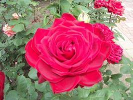 rood roos bloem dichtbij omhoog. foto van telefoon.