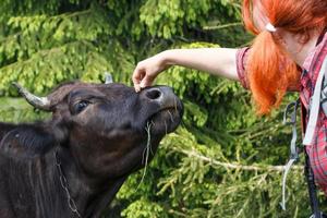 dichtbij omhoog meisje fotograaf strelen koe concept foto