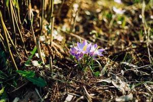 detailopname van lief krokussen bloeiend in lente, Duitsland foto