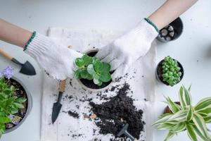 hobby's, vakantie evenementen, optillen stijl, werkzaamheid Aan vrijgekomen tijd, carrières, vrouw is voorbereidingen treffen naar fabriek een boom door voorbereidingen treffen de bodem en plaats voor planten. aanplant bomen helpt verminderen globaal opwarming foto