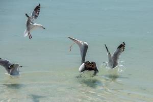 pelikaan portret Aan de zanderig strand foto