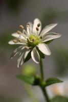 stellaria graminea schoonheid natuur bloemen achtergrond. minder steekkruid biologisch botanisch macro detailopname. foto