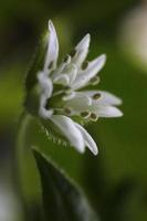 stellaria graminea schoonheid natuur bloemen achtergrond. minder steekkruid biologisch botanisch macro detailopname. foto