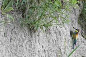 bij eter Aan de boom geïsoleerd Aan groen foto