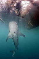 walvis haai dichtbij omhoog onderwater- portret foto