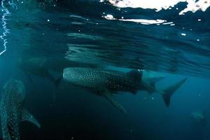 walvis haai dichtbij omhoog onderwater- portret foto