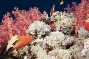 onderwater- landschap van rood zee foto