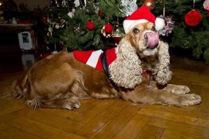 een de kerstman gekleed puppy hond Kerstmis Kerstmis foto