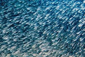 glas vissen reusachtig aas bal in beweging onderwater- foto