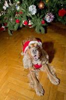 een de kerstman gekleed puppy hond Kerstmis Kerstmis foto