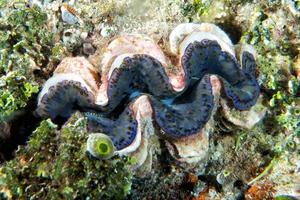 blauw kleur reusachtig tridacna clam onderwater- foto