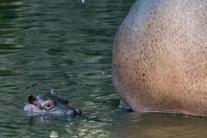 baby en groot moeder nijlpaard portret foto