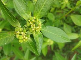 wild bloem met vers groen bladeren foto