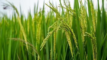 rijst- velden, rijst- plant, oryza sativa in de Indisch dorp. foto